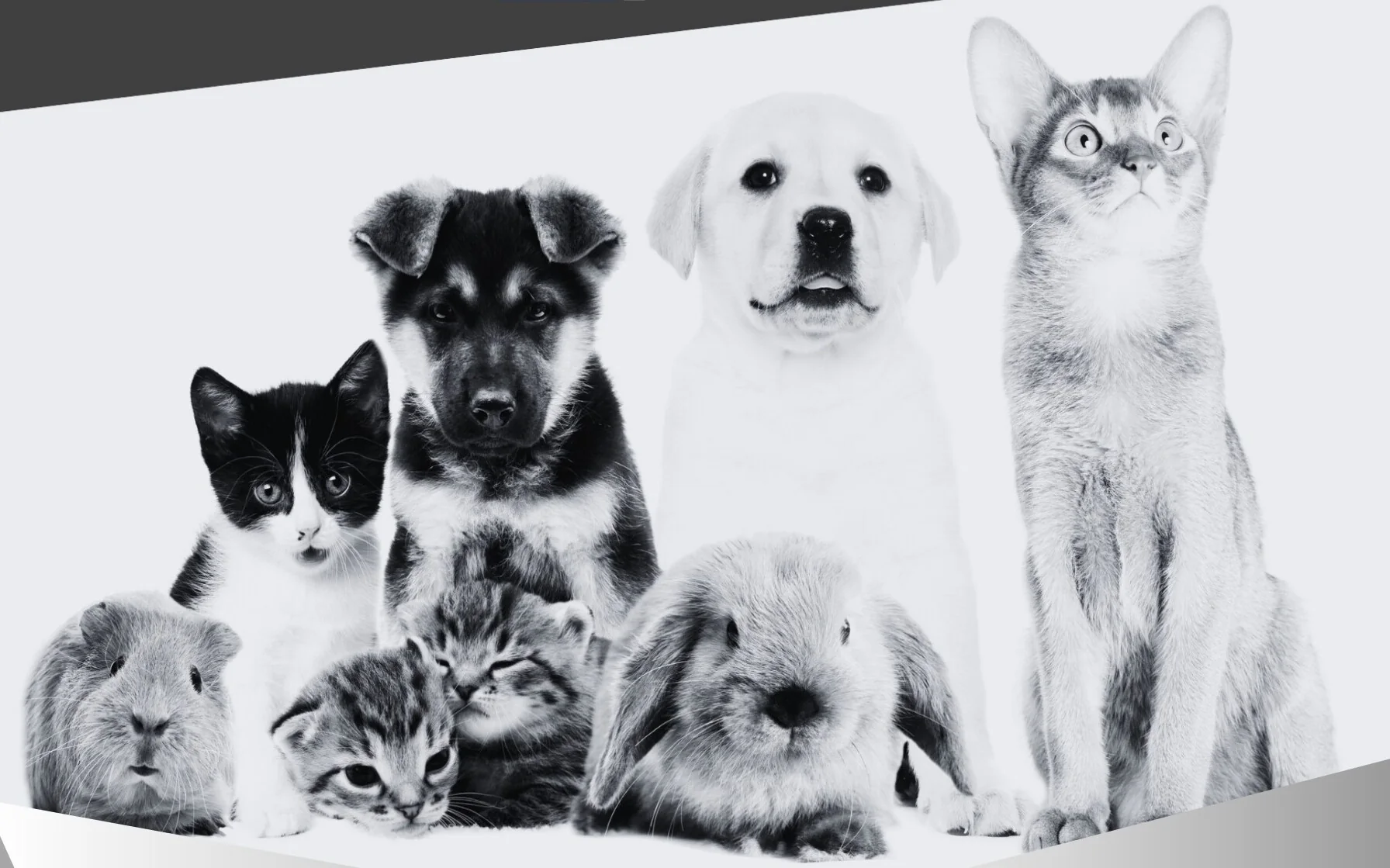Introducing the AIS Pet Incinerators Range — Purpose-Built Pet-Crem Cyclones